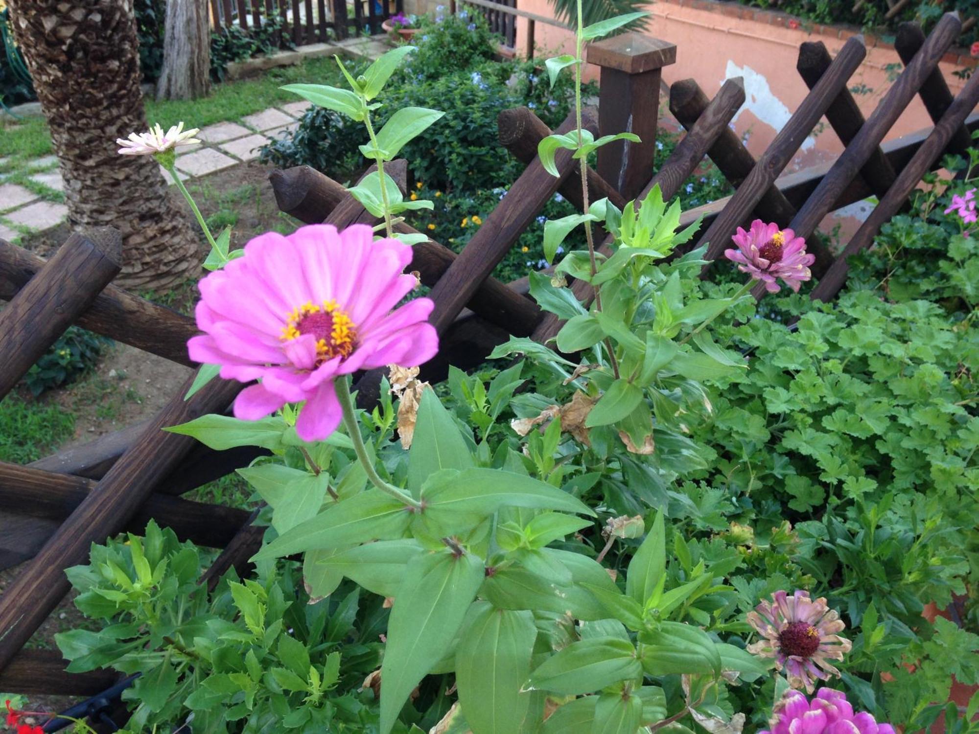 B&B Villa Di Giorgi Cefalù Eksteriør bilde